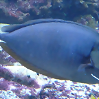 Naso vlamingii (4-8-17 Zoo Duisburg)