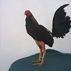 GALLINO