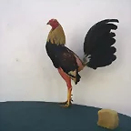 GALLO GIRO