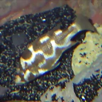 Nimbochromis livingstonii hembra (8-7-12 Acuario Zaragoza)