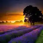 Lavender Sunset, France.