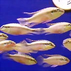 Pelvicachromis pulcher