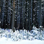 Eastern White Pine Trees, Pocono Mountains, Pennsylvania