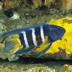 Eastern Blue Devil, Australia