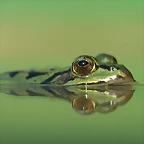 Edible Frog, Germany