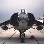 harrier