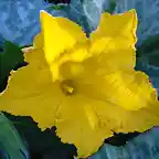 flor de la calabaza