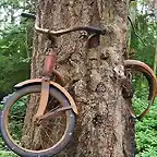 bici arbol