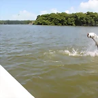 Roques 2011 - Salto tarpon2