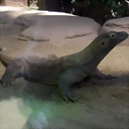 Varanus komodoensis