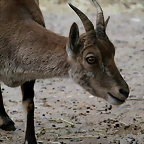 Zoo de Barcelona 116