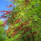 82-IMG_5991