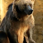 Zoo de Barcelona 20-07-2010 987