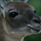 Zoo de Barcelona 051