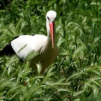 Zoo de Barcelona 030