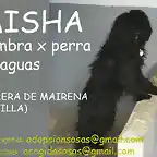 MISHA Sevilla