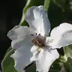 10, flor del membrillo, marca