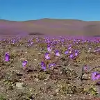 desierto florido