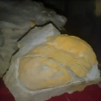ff