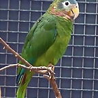 Amazona collaria
