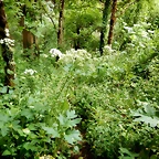 DSCN7486