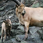 Zoo Praga 21-06-11 230