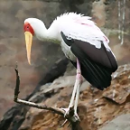 Zoo Praga 21-06-11 278