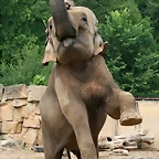 Zoo Praga 21-06-11 695