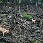 Zoo Praga 21-06-11 199