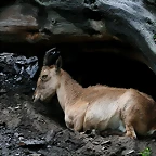 Zoo Praga 21-06-11 237