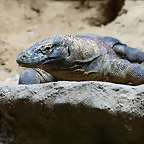 Zoo Praga 21-06-11 611