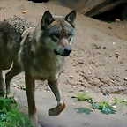Zoo Praga 21-06-11 398