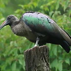Zoo Praga 21-06-11 284