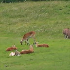 Zoo Praga 21-06-11 468