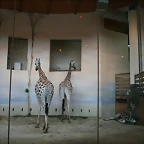 Zoo Praga 21-06-11 490