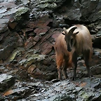 Zoo Praga 21-06-11 085