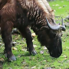 Zoo Praga 21-06-11 361