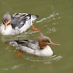 Zoo Praga 21-06-11 720