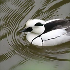 Zoo Praga 21-06-11 724