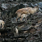 Zoo Praga 21-06-11 098