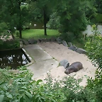 Zoo Praga 21-06-11 657