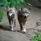 Zoo Praga 21-06-11 392