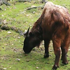 Zoo Praga 21-06-11 342