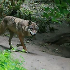 Zoo Praga 21-06-11 396