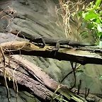 Zoo Praga 21-06-11 786