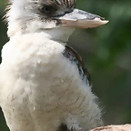 Zoo Praga 21-06-11 857