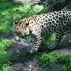 Zoo Praga 21-06-11 884