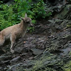 Zoo Praga 21-06-11 102