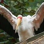 Zoo Praga 21-06-11 272