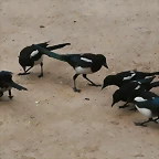 Zoo Praga 21-06-11 451